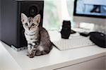 Close up of grey tabby cat sitting on desk next to computer and loudspeaker.
