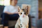 Close up of calico cat with white, black and brown fur.