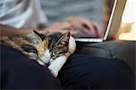 Close up of calico cat with white, black and brown fur lying on persons lap.