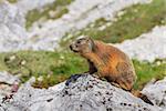 Alpine marmot (Marmota marmota) on rock. Dolomite Alps, Italy