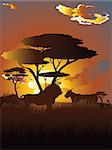 Colorful sunset scene, african landscape with silhouette of trees and lion.