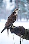Falcon sits on a gloved hand in winter