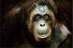 Portrait of an Orang utan, Malaysia