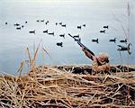 1960s MAN DUCK HUNTER SHOOTING AT DUCKS WITH SHOTGUN FROM BLIND DECOYS ON WATER