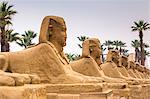 Avenue of Sphinxes, Luxor Temple, UNESCO World Heritage Site, Luxor, Egypt, North Africa, Africa