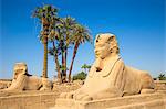 Avenue of Sphinxes, Luxor Temple, UNESCO World Heritage Site, Luxor, Egypt, North Africa, Africa