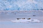 Harbour Seals (Phoca Vitulina) on an iceberg, blue ice of Aialik Glacier, Kenai Fjords National Park, near Seward, Alaska, United States of America, North America