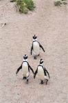 African penguins (Jackass penguins) on Boulders Beach, Simon's Town, Cape Town, Western Cape, South Africa, Africa