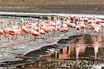 Chilean flamingos (Phoenicopterus chilensis) in Torres del Paine National Park, Patagonia, Chile, South America