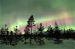 Colorful lights of the Northern Lights (Aurora Borealis) and starry sky on the snowy woods, Levi, Sirkka, Kittila, Lapland region, Finland, Europe