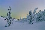 Frozen trees in snowy woods framed by starry sky in the cold polar night, Ruka, Kuusamo, Ostrobothnia region, Lapland, Finland, Europe