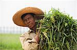 A man holds a bundle of grass which he has cleared from rice paddies, Mandalay State, Myanmar (Burma), Asia