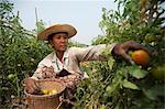 A woman picks tomatoes near Myitkyina, Kachin State, Myanmar (Burma), Asia