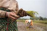 A woman plants rice in paddies near Myitkyina, Kachin State, Myanmar (Burma), Asia