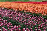 Bulbfields famous for colourful tulips, Lisse, The Netherlands, Europe