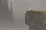 Glacous-winged gulls (Larus glaucescens) perched on a cliff in the mist, Valdez, Alaska, United States of America, North America
