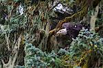 Bald eagle (Haliaeetus leucocephalus), Prince William Sound, Alaska, United States of America, North America