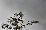 Bald eagle in the mist, Chugach National Forest, Alaska, United States of America, North America