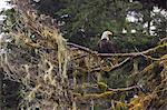 Bald eagle (Haliaeetus leucocephalus), Chugach National Forest, Alaska, United States of America, North America