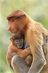 Proboscis Monkey mother and baby, Borneo, Malaysia, Southeast Asia, Asia