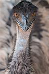 Close-up of face and neck of emu, Ostrich Safari Park, Oudsthoorn, South Africa, Africa