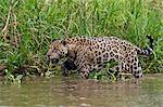 A jaguar (Panthera onca) walking along Cuiaba River bank, Pantanal, Mato Grosso, Brazil, South America