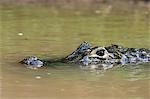 Yacare caiman (Caiman crocodylus yacare), Rio Negrinho, Pantanal, Mato Grosso, Brazil, South America