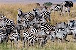 Grant's zebras (Equus quagga boehmi) on the Mara River bank, Masai Mara, Kenya, East Africa, Africa