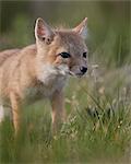 Swift fox (Vulpes velox) kit, Pawnee National Grassland, Colorado, United States of America, North America