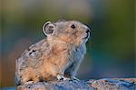 American pika (Ochotona princeps), San Juan National Forest, Colorado, United States of America, North America