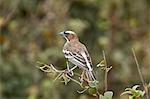 White-browed sparrow-weaver (Plocepasser mahali), Selous Game Reserve, Tanzania, East Africa, Africa