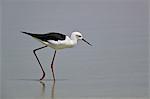 Black-winged stilt (Himantopus himantopus), Selous Game Reserve, Tanzania, East Africa, Africa