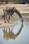 Masai giraffe (Giraffa camelopardalis tippelskirchi) drinking, Selous Game Reserve, Tanzania, East Africa, Africa
