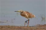 Common Squacco heron (Ardeola ralloides), immature, Selous Game Reserve, Tanzania, East Africa, Africa