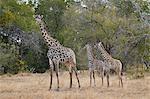 Masai giraffe (Giraffa camelopardalis tippelskirchi), adult and two juveniles, Selous Game Reserve, Tanzania, East Africa, Africa