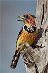Crested barbet (Trachyphonus vaillantii), Selous Game Reserve, Tanzania, East Africa, Africa