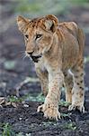 Lion (Panthera leo) cub, Selous Game Reserve, Tanzania, East Africa, Africa