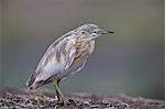 Common Squacco heron (Ardeola ralloides), Mikumi National Park, Tanzania, East Africa, Africa