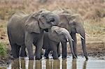 Three African elephant (Loxodonta africana) drinking, Mikumi National Park, Tanzania, East Africa, Africa