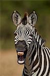 Common zebra (plains zebra) (Burchell's zebra) (Equus burchelli) yawning, Ruaha National Park, Tanzania, East Africa, Africa