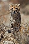 Cheetah (Acinonyx jubatus) cub, Kgalagadi Transfrontier Park, encompassing the former Kalahari Gemsbok National Park, South Africa, Africa