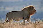 Lion (Panthera leo), Mountain Zebra National Park, South Africa, Africa