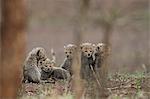 Five cheetah (Acinonyx jubatus) cubs, Kruger National Park, South Africa, Africa