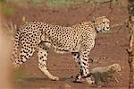 Cheetah (Acinonyx jubatus) mother and cub, Kruger National Park, South Africa, Africa