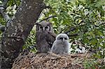 Verreaux's eagle owl (giant eagle owl) (Bubo lacteus) adult and chick on their nest, Kruger National Park, South Africa, Africa