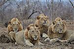 Four male Lion (Panthera leo), Kruger National Park, South Africa, Africa