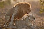 Lion (Panthera leo) pair mating, Kruger National Park, South Africa, Africa