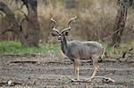 Greater kudu (Tragelaphus strepsiceros) bull, Selous Game Reserve, Tanzania, East Africa, Africa