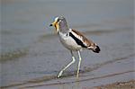 White-crowned lapwing (white-headed lapwing) (white-headed plover) (white-crowned plover) (Vanellus albiceps), Selous Game Reserve, Tanzania, East Africa, Africa