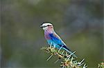 Lilac-breasted roller (Coracias caudata), Selous Game Reserve, Tanzania, East Africa, Africa